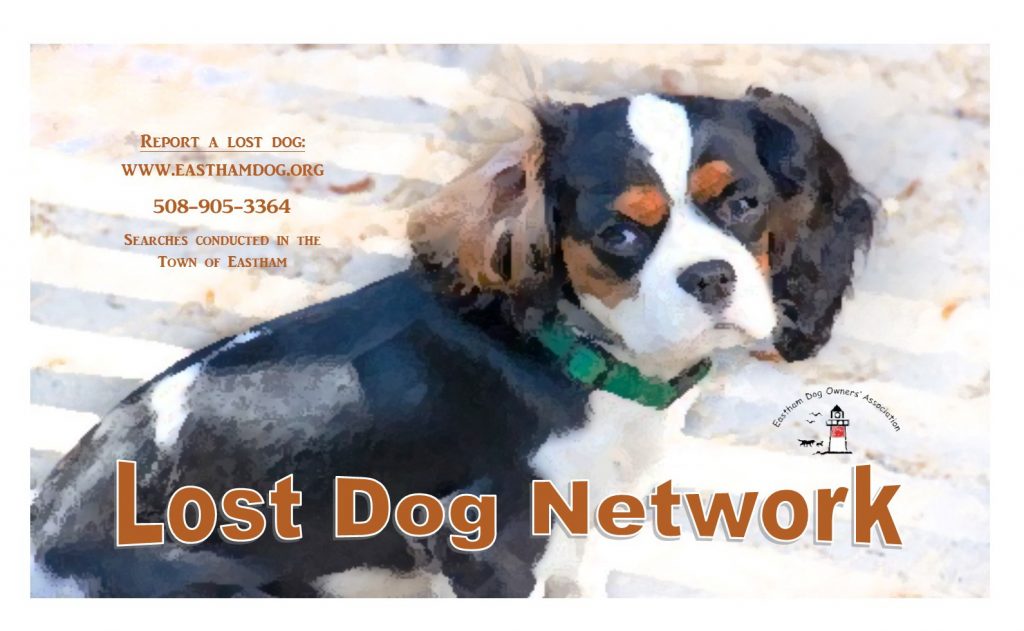 Lost Dog Network Stories