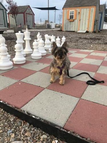 Finn Chess